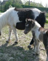 De Hoeve