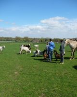 weide  - het hemelsdierenrijk